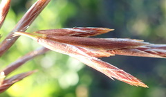 Thamnochortus glaber