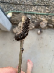 Gloveria arizonensis