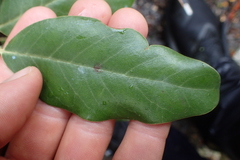 Olearia avicenniifolia