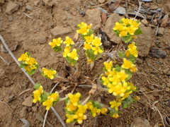 Eriophyllum multicaule