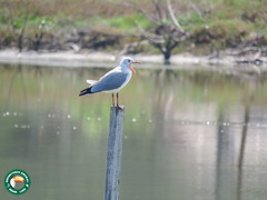 Chroicocephalus cirrocephalus