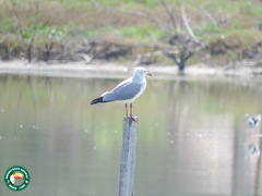 Chroicocephalus cirrocephalus
