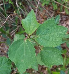 Triumfetta semitriloba