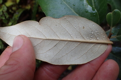Olearia avicenniifolia