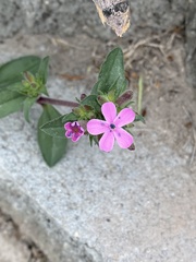 Saponaria ocymoides