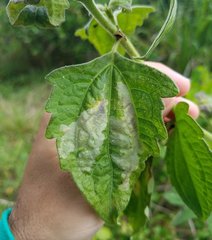 Calycomyza eupatorivora