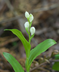 Cephalanthera erecta
