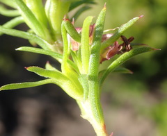 Carpacoce