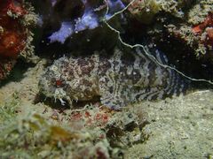 Batrachomoeus trispinosus