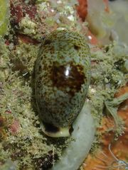 Erronea cylindrica
