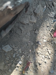 Protolophus singularis