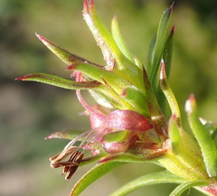 Carpacoce