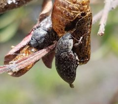 Epitragodes tomentosus