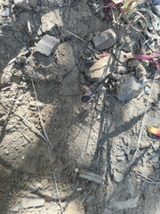 Protolophus singularis