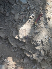 Protolophus singularis