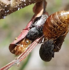 Epitragodes tomentosus