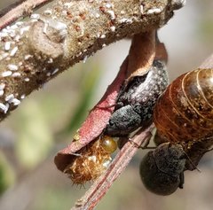 Epitragodes tomentosus