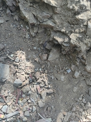 Protolophus singularis