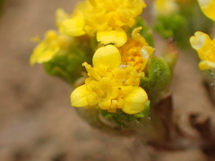 Eriophyllum multicaule