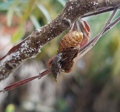 Epitragodes tomentosus