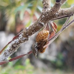 Epitragodes tomentosus