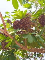 Godmania aesculifolia