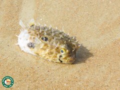 Chilomycterus spinosus