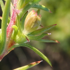 Carpacoce