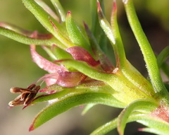 Carpacoce