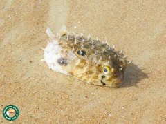 Chilomycterus spinosus