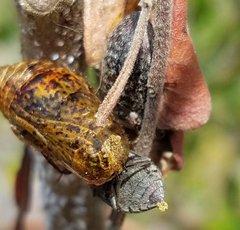 Epitragodes tomentosus