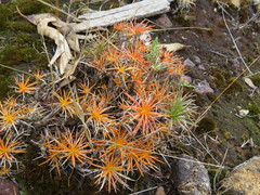 Borya sphaerocephala