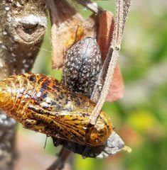 Epitragodes tomentosus