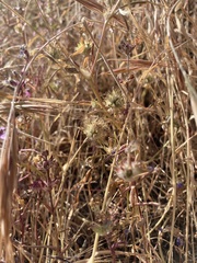 Trifolium willdenovii