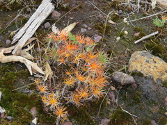 Borya sphaerocephala