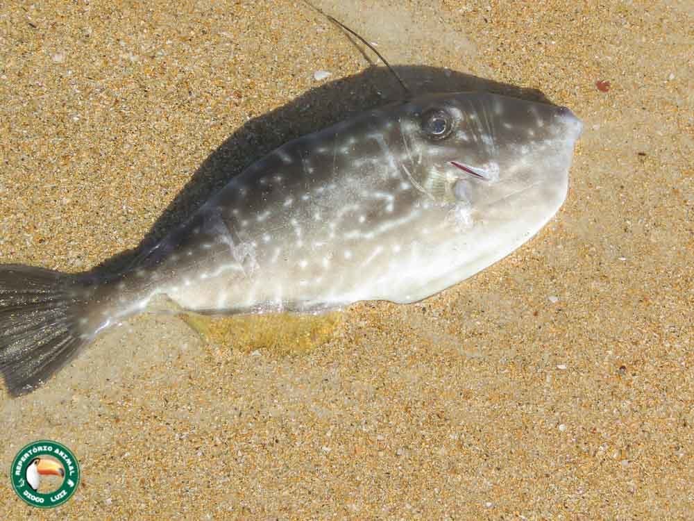 Photo of Unicorn filefish (Aluterus monoceros)