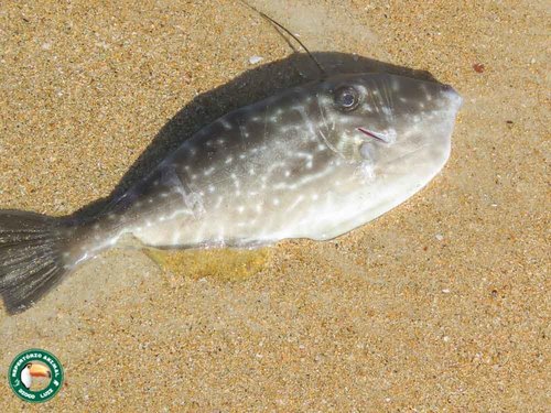 Photo of Unicorn filefish (Aluterus monoceros)