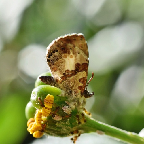 Photo of Common Woollylegs (Lachnocnema bibulus)