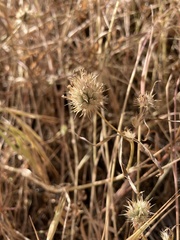 Trifolium willdenovii