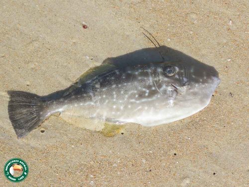 Photo of Unicorn filefish (Aluterus monoceros)