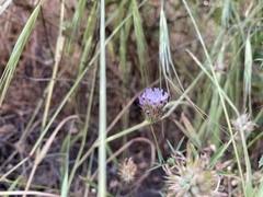 Trifolium willdenovii