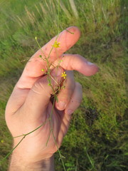 Ranunculus laxicaulis