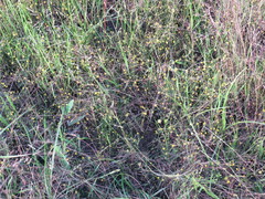 Ranunculus laxicaulis