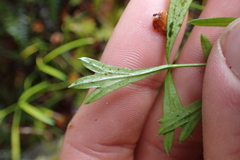 Anisotome filifolia