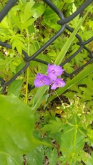 Tradescantia bracteata
