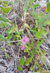 Mimosa quadrivalvis angustata
