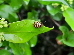 Cryptocephalus trifasciatus