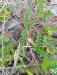 Mimosa quadrivalvis angustata