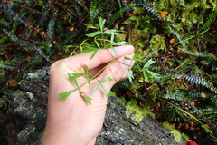Anisotome filifolia