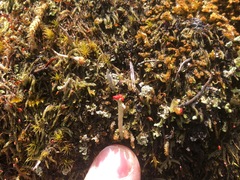 Cladonia transcendens